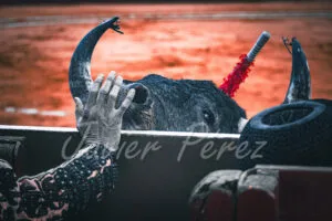 mano y fiera