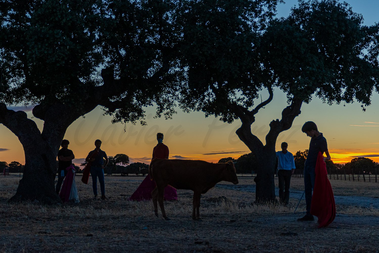 fotografía taurina Javier Pérez