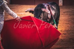 Primer plano artístico de la muleta roja citando al toro bravo. Fotografía Javier Pérez.