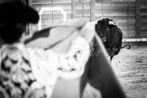 Toro bravo enfocado mirando al torero desenfocado en primer plano. Fotografía artística blanco y negro.