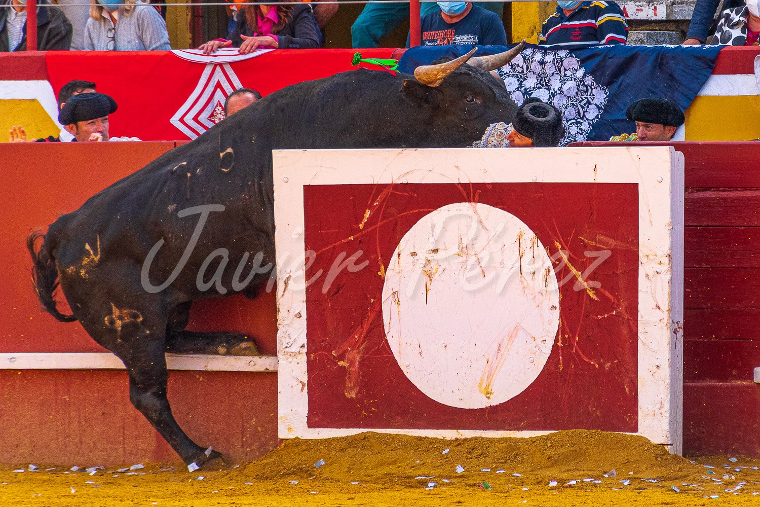 Impresionante remate de toro bravo saltando al callejón. Fotografía taurina de autor realizada por Javier Pérez.