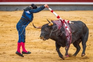 Torero poniendo un par de banderillas en todo lo alto de poder a poder. Traje azul y azabache.