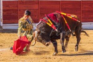 Torero con traje verde y oro sometiendo al toro con un doblón por bajo. Fotografía artística de poder.