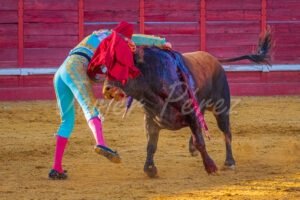 Torero entrando a matar o ejecutando la estocada volcándose sobre el toro. Traje azul turquesa y oro.
