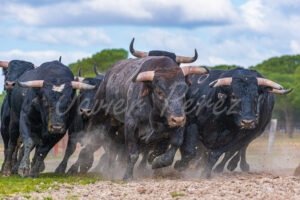Manada de toros bravos corriendo de frente levantando polvo en la dehesa. Fotografía de acción.