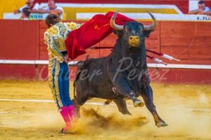 Torero ejecutando una manoletina con traje azul y oro. El toro mira a cámara en la salida del pase.