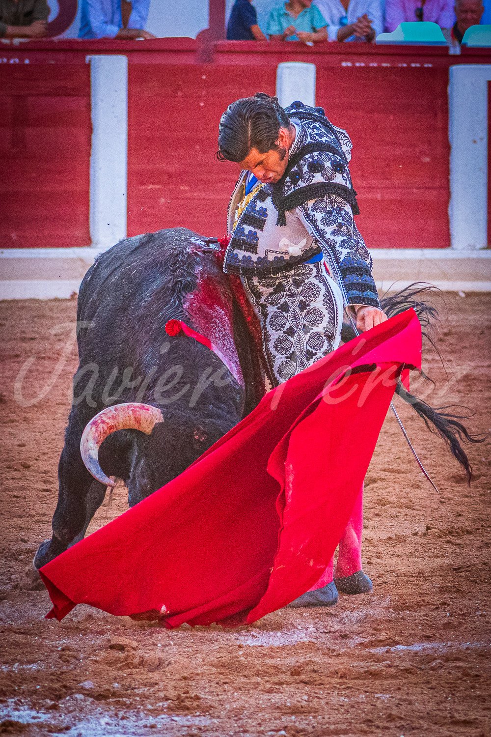 Morante de la Puebla toreando al natural con la barbilla hundida. Traje gris perla y azabache.