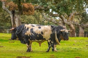 Pareja de toros bravos, berrendos en negro, descansando bajo una encina en la dehesa.
