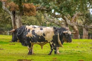 Pareja de toros bravos, berrendos en negro, descansando bajo una encina en la dehesa.