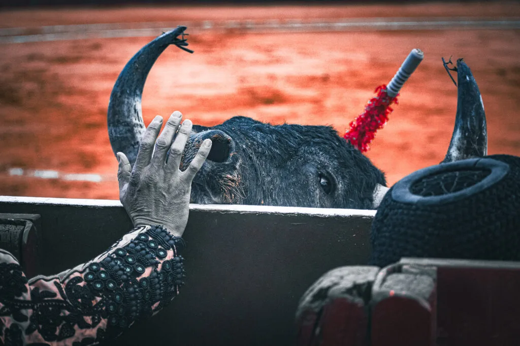 Primer plano artístico de la mano de un torero acariciando el hocico de un toro bravo. Portada web Javier Pérez.