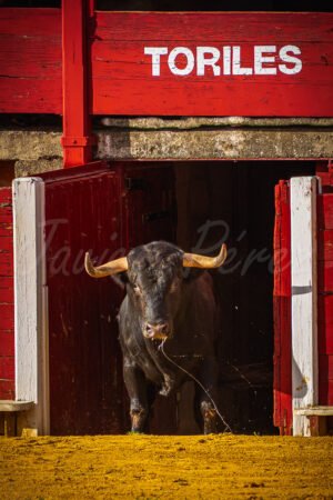 Toro bravo negro saliendo por la puerta de toriles hacia el ruedo. Fotografía taurina.