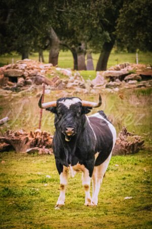 Toro de la legendaria ganadería de Barcial, los famosos patas blancas, en la dehesa.