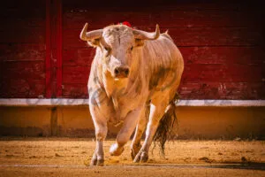Impresionante toro bravo blanco embistiendo de frente en la plaza. Fotografía de acción taurina.