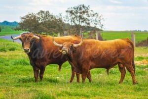 Toro bravo colorado bramando en la dehesa, marcando territorio. Fotografía de naturaleza salvaje.