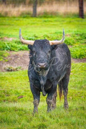 Primer plano de toro bravo cardeno con la cara cubierta de barro en la dehesa.