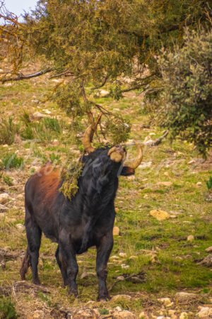 Toro bravo negro rascándose el cuello contra un árbol en la dehesa. Fotografía de comportamiento animal.