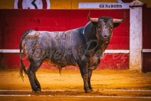 Impresionante toro cárdeno de la mítica ganadería Partido de Resina (antes Pablo Romero) en la plaza.
