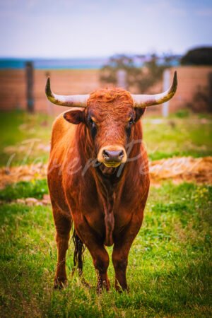 Imponente toro bravo colorado mirando de frente en la dehesa. Fotografía de naturaleza taurina.