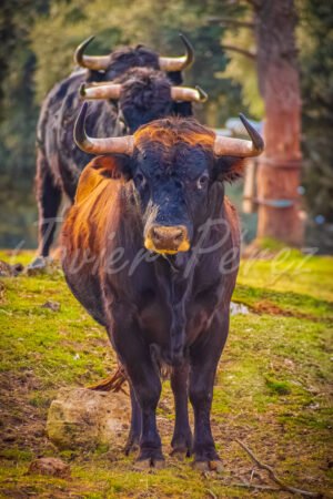Tres toros bravos alineados en fila india en la dehesa creando una perspectiva de profundidad.